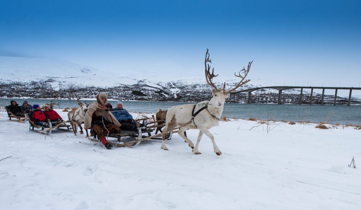 reindeer tromso winter