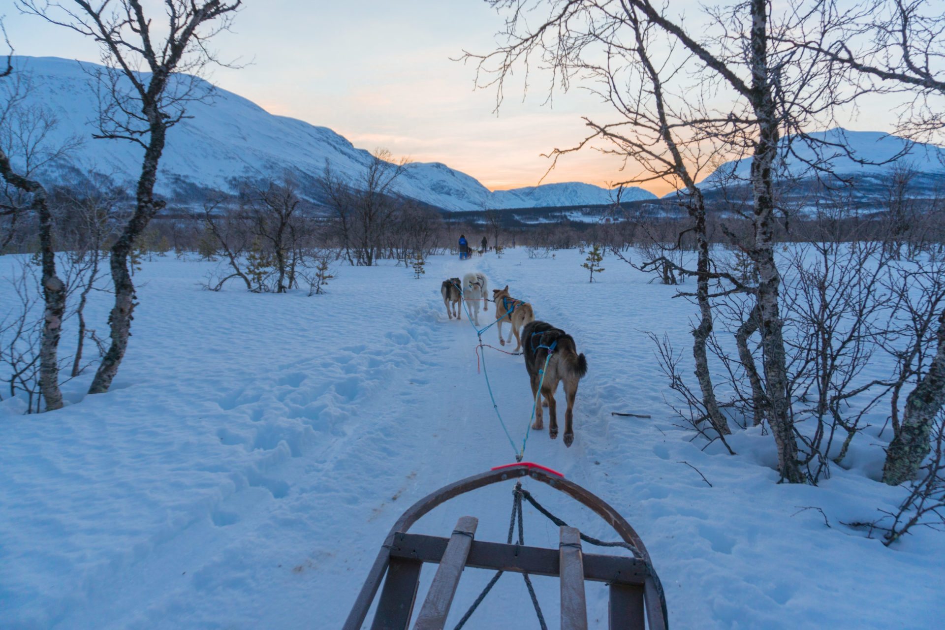 dog sledding in tromso