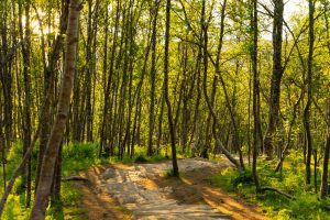 skog med steintrapp